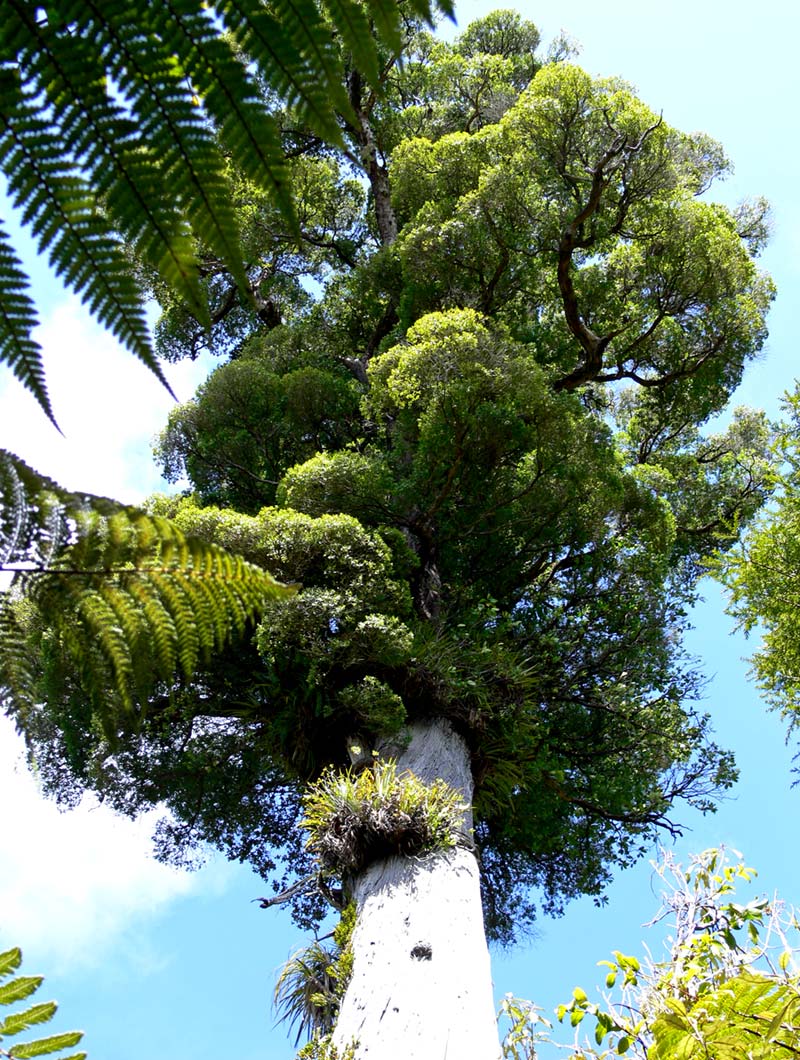 Kauri tree: Tane Mahuta